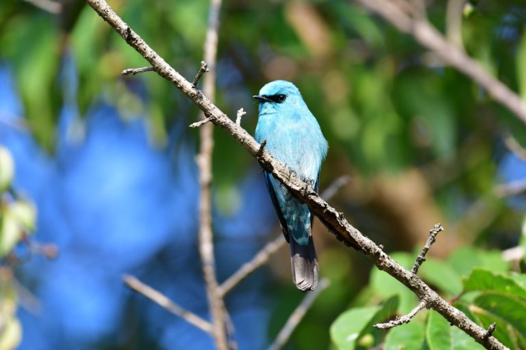 Birding in Nepal natures