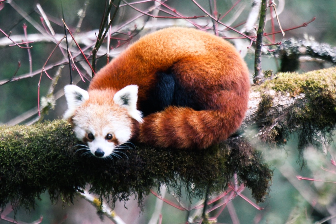 Wildlife Safaris in Nepal: Into the Untamed Jungle