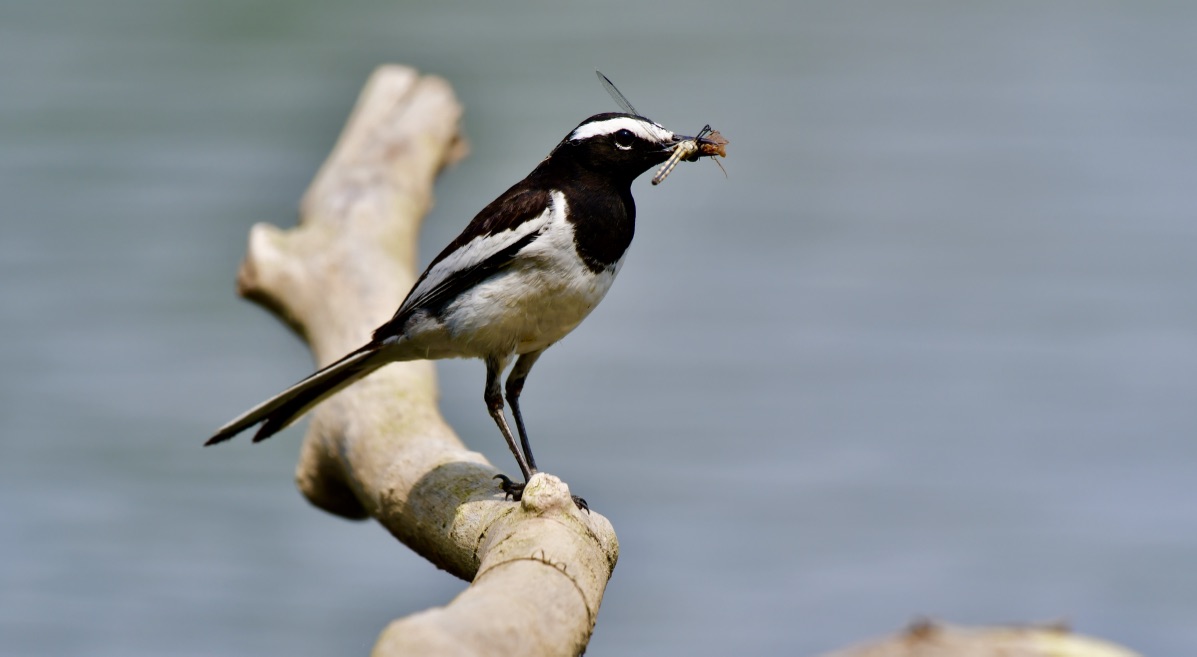 Birding in Nepal: A Paradise for Ornithologists