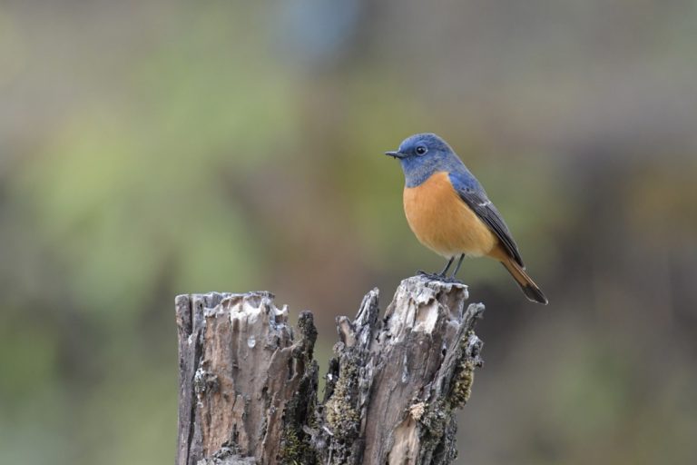 Nepal Nature Treks and Tours