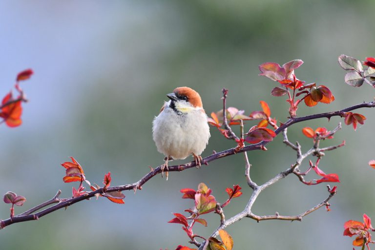 Nepal Tours and Trek