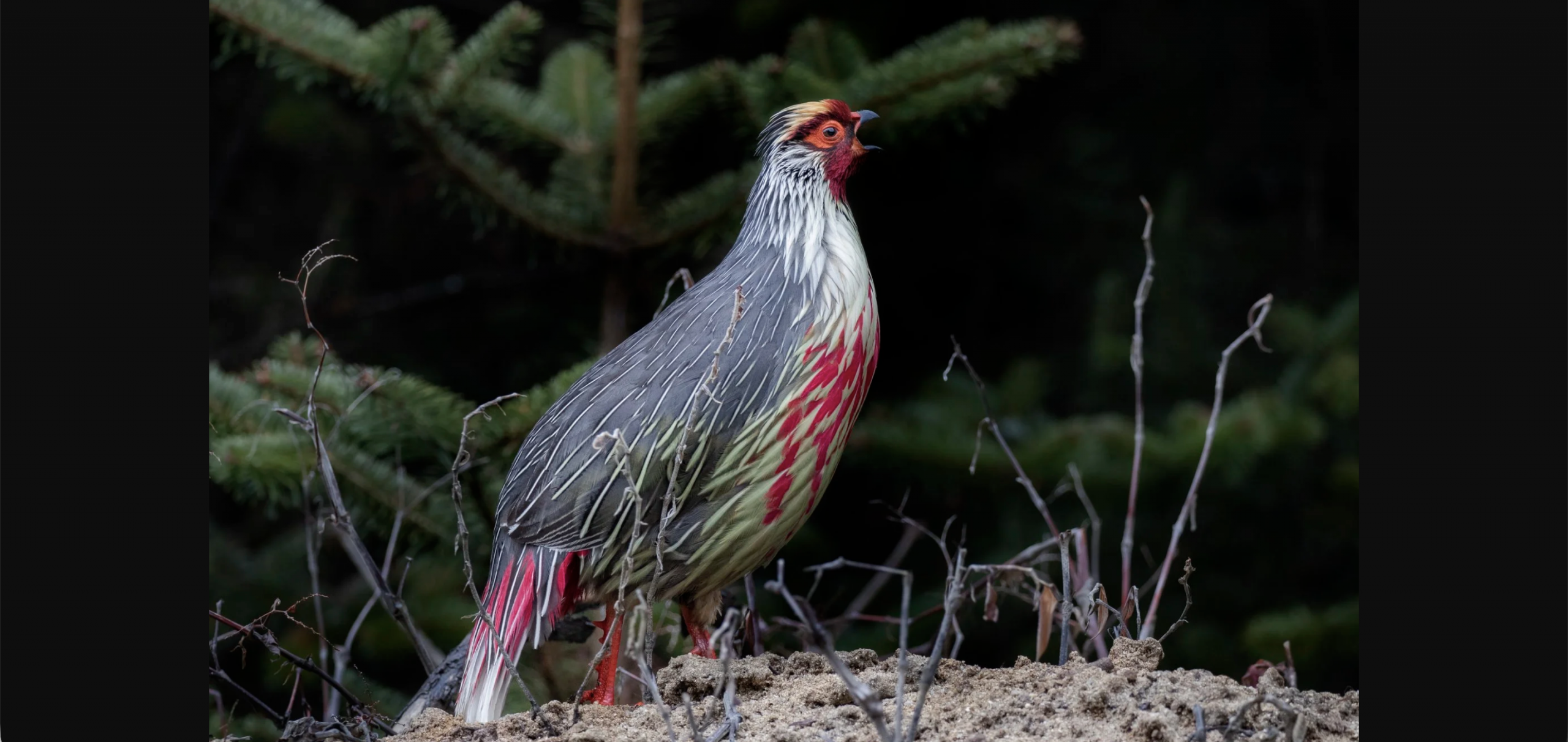 Langtang Birdwatching Trek – Explore Nepal’s Alpine Wildlife