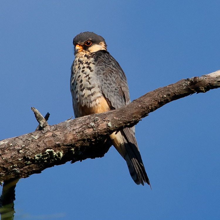 Birds & Wildlife Tours In Eastern & Southern Nepal