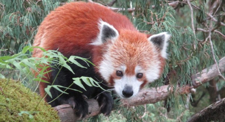 red panda