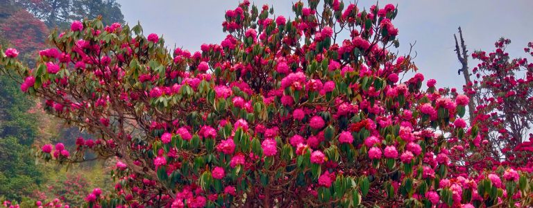 rhododendron blossoms in Nepal